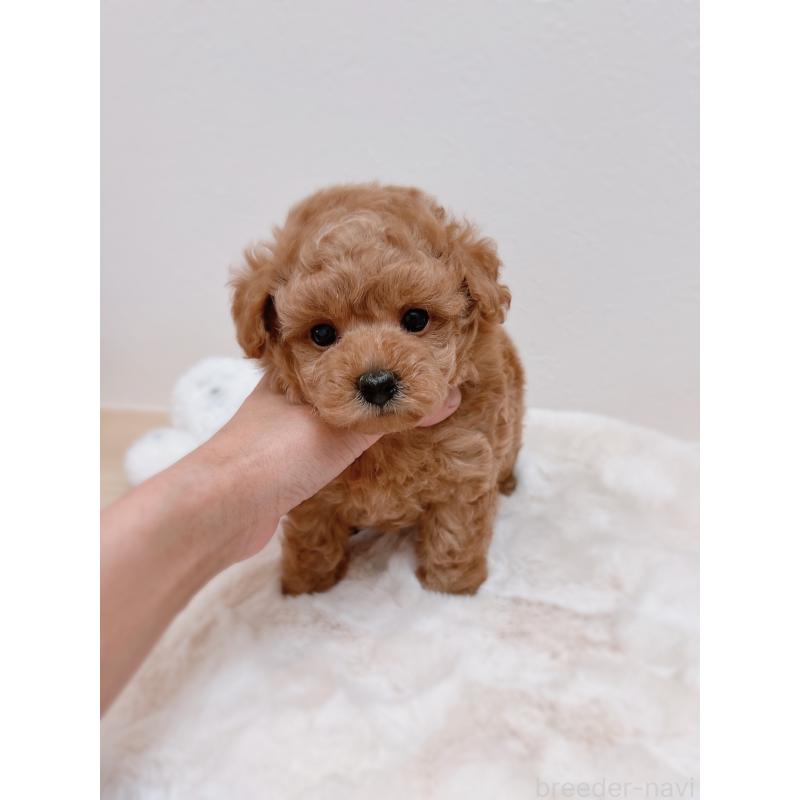 成約済の福岡県のタイニープードル-411642の2枚目