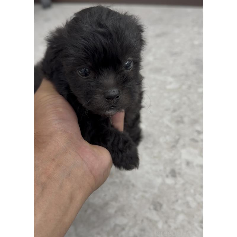 販売中の福岡県のミックス犬-415493の6枚目