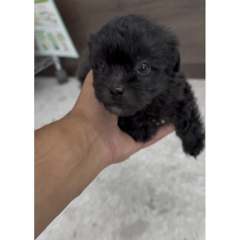 販売中の福岡県のミックス犬-415493の5枚目