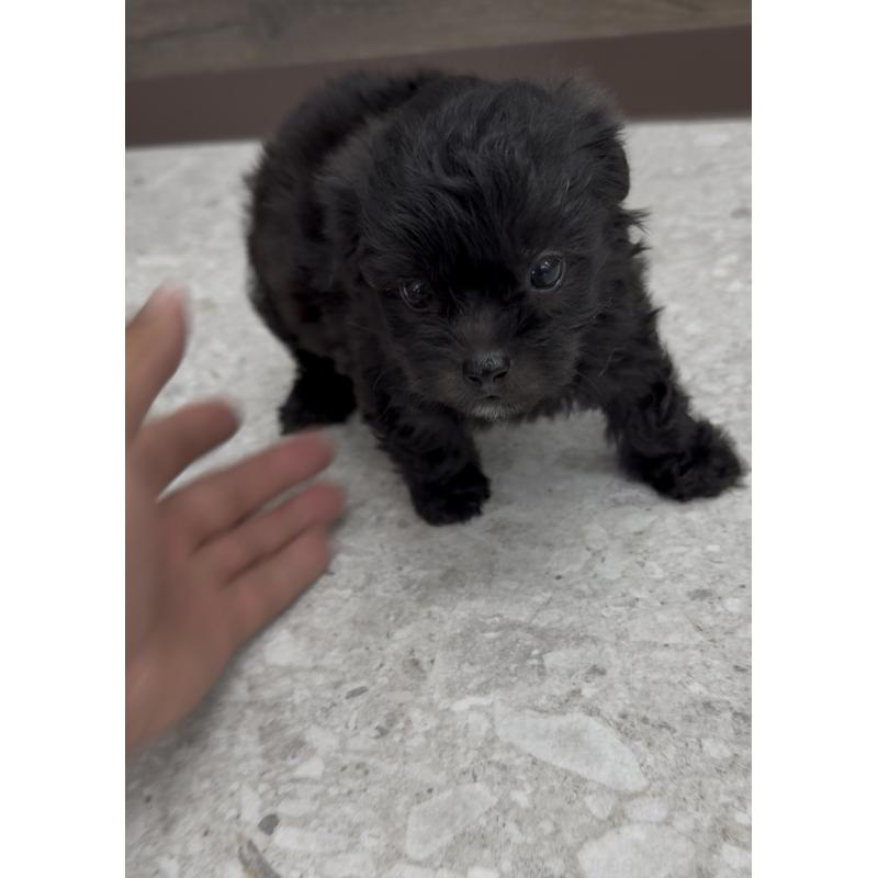 販売中の福岡県のミックス犬-415493の4枚目