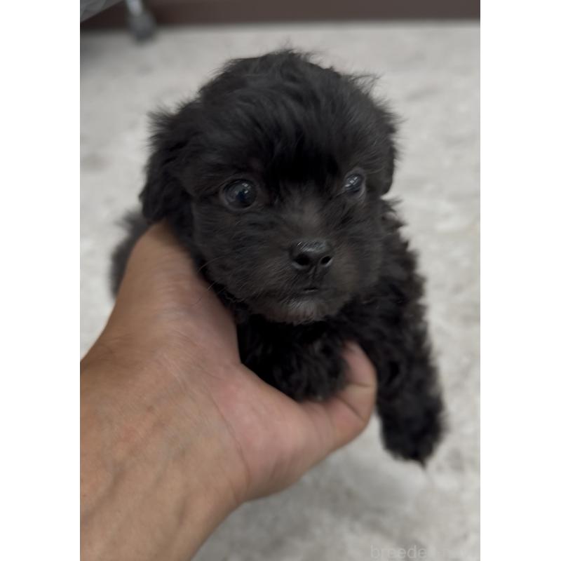 販売中の福岡県のミックス犬-415493の3枚目