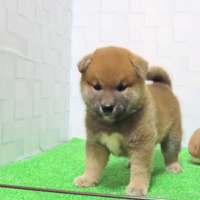 販売中の大阪府の柴犬-415496の5枚目