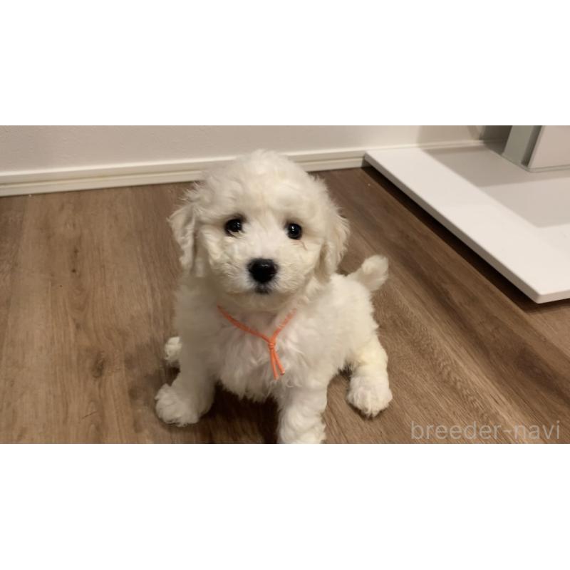 成約済の滋賀県のビションフリーゼ-414042の4枚目