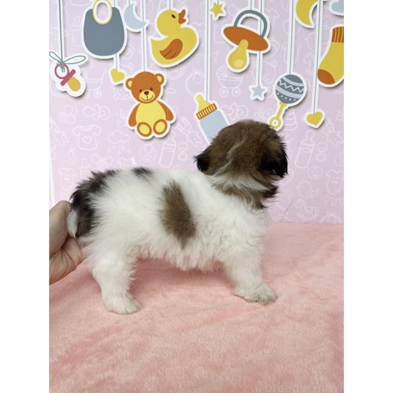 成約済の東京都のシーズー-412084の5枚目