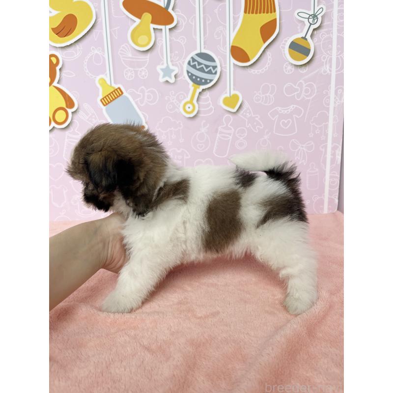 成約済の東京都のシーズー-412084の4枚目