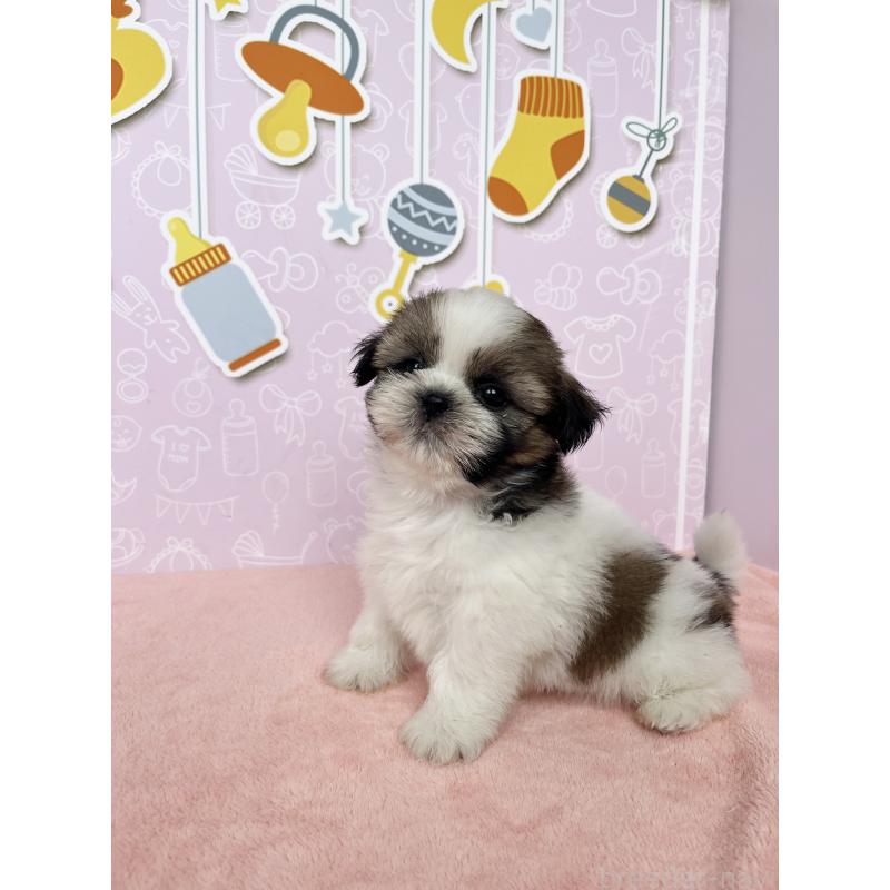 成約済の東京都のシーズー-412084の3枚目