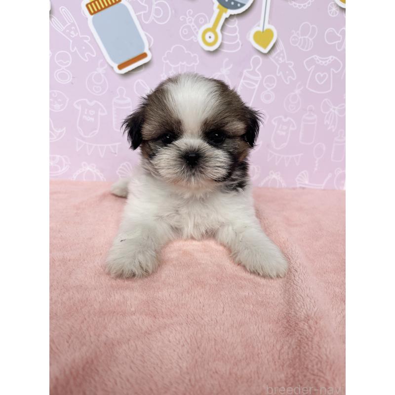 成約済の東京都のシーズー-412084の2枚目