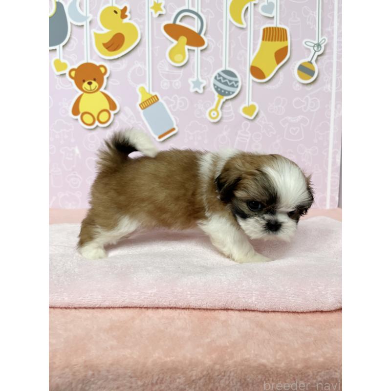 成約済の東京都のシーズー-413304の5枚目