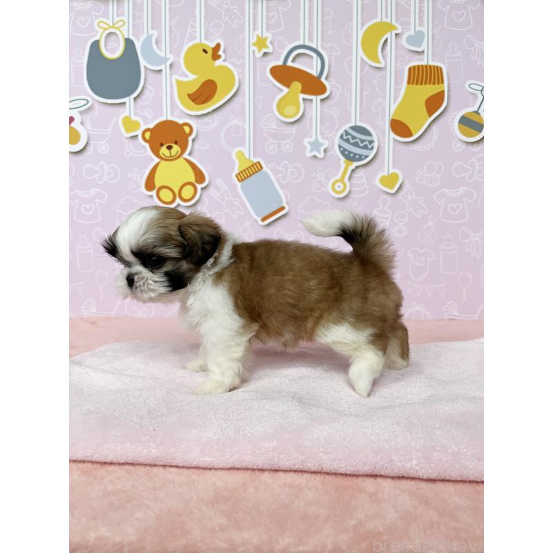 成約済の東京都のシーズー-413304の4枚目