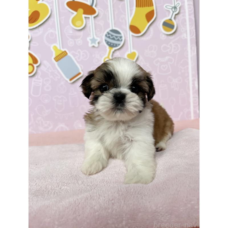 成約済の東京都のシーズー-413304の3枚目