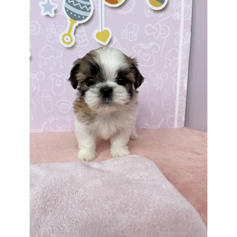 成約済の東京都のシーズー-413304の2枚目