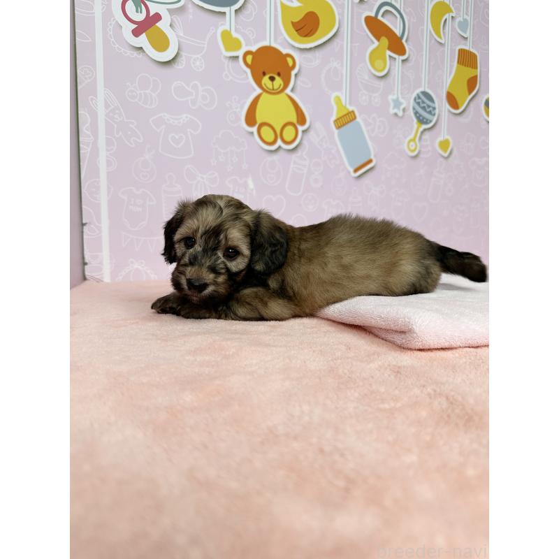 成約済の東京都のダップー:ミニチュアダックスフンド×トイプードル-414482の3枚目