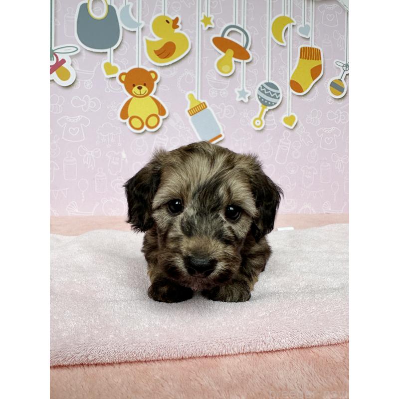 成約済の東京都のダップー:ミニチュアダックスフンド×トイプードル-414482の2枚目