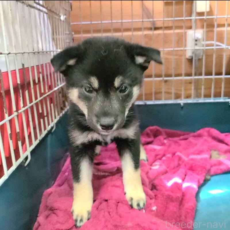販売中の神奈川県の柴犬-415779の3枚目