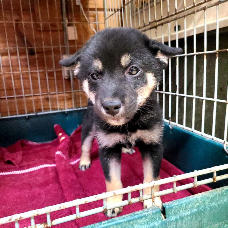 販売中の神奈川県の柴犬-415779