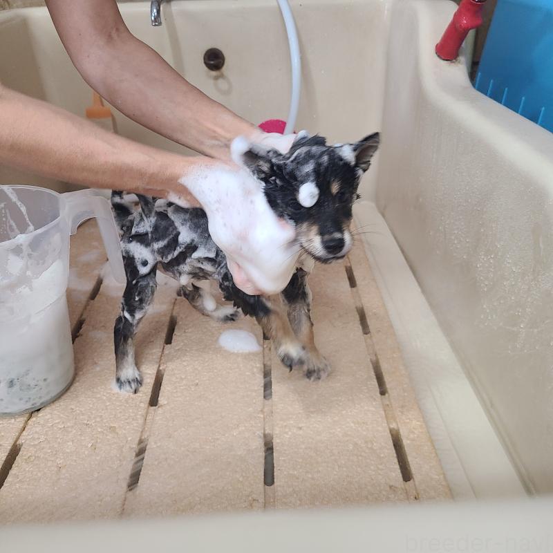 販売中の神奈川県の柴犬-415779の2枚目