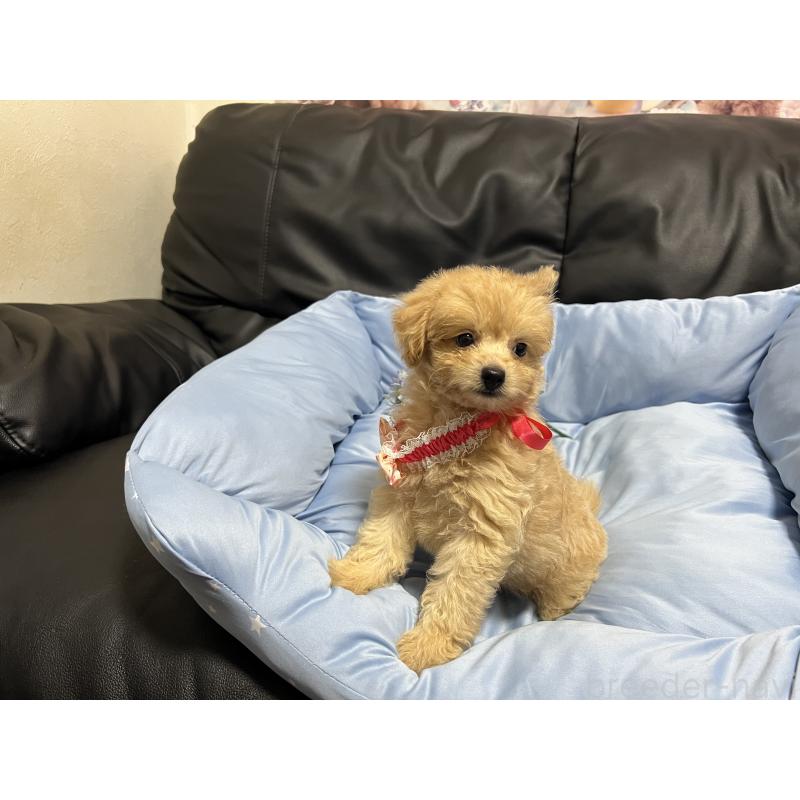 販売中の栃木県のミックス犬-415801の5枚目