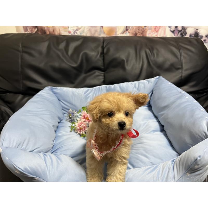 販売中の栃木県のミックス犬-415801の4枚目