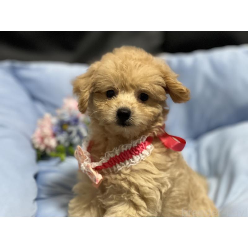 販売中の栃木県のミックス犬-415801