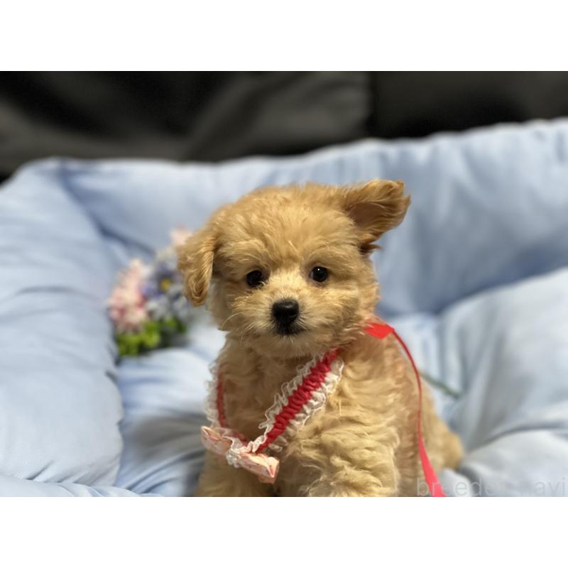 販売中の栃木県のミックス犬-415801の3枚目