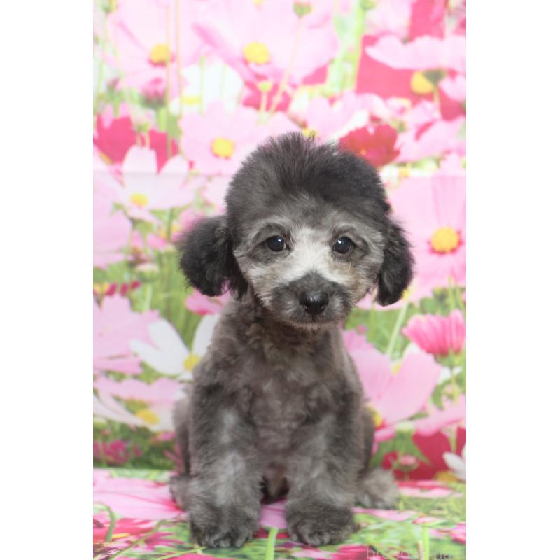 成約済の千葉県のトイプードル-414561の6枚目