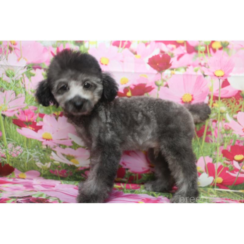 成約済の千葉県のトイプードル-414561の5枚目