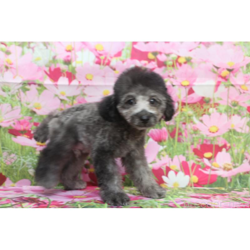 成約済の千葉県のトイプードル-414561の4枚目