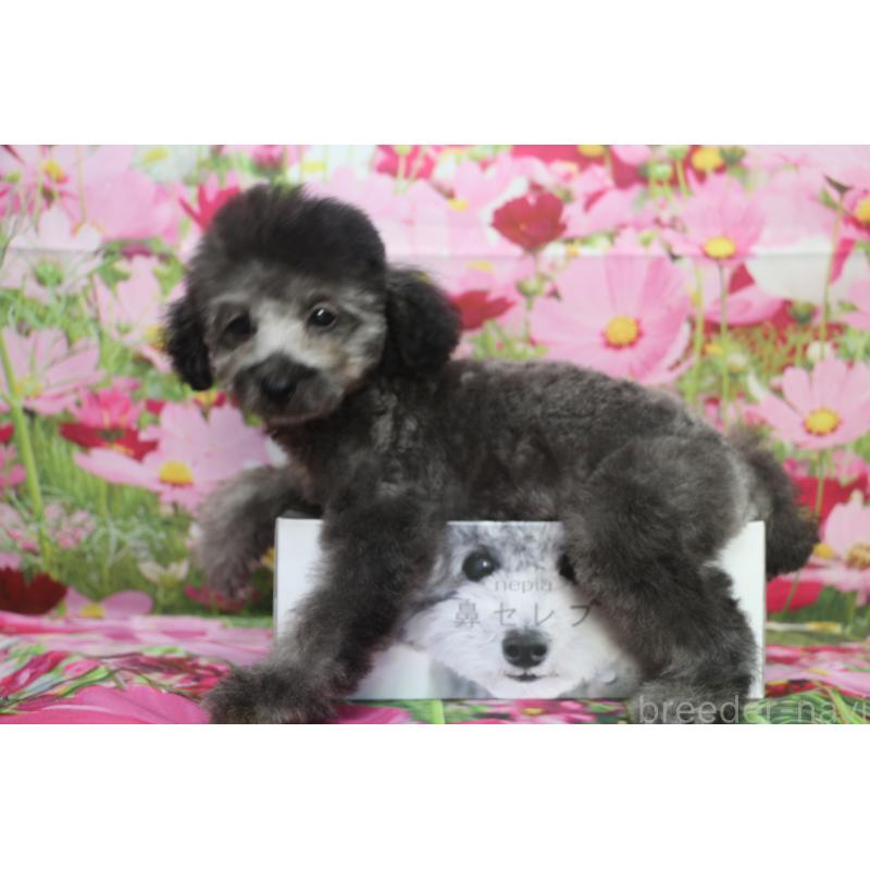 成約済の千葉県のトイプードル-414561の3枚目