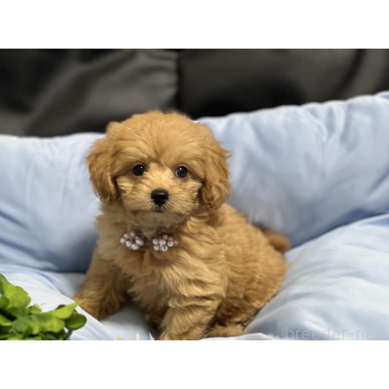 販売中の栃木県のミックス犬-415803