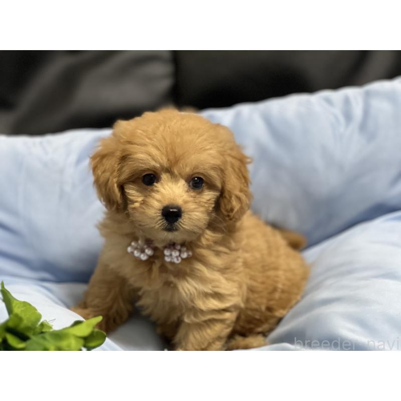 販売中の栃木県のミックス犬-415803の5枚目