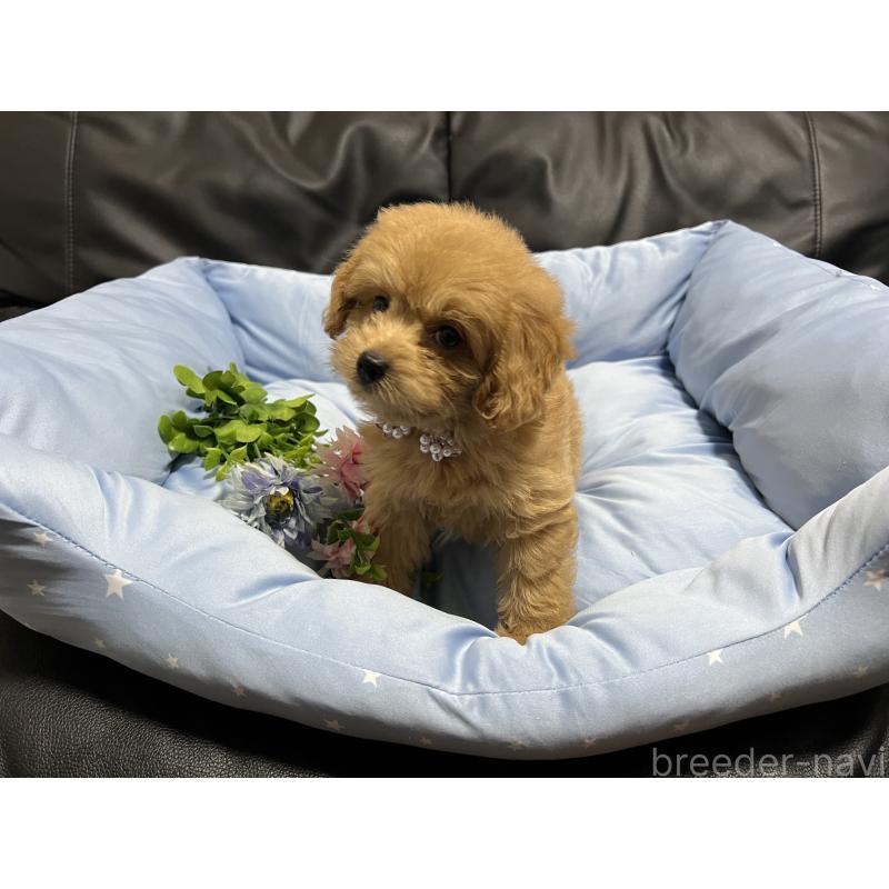 販売中の栃木県のミックス犬-415803の3枚目