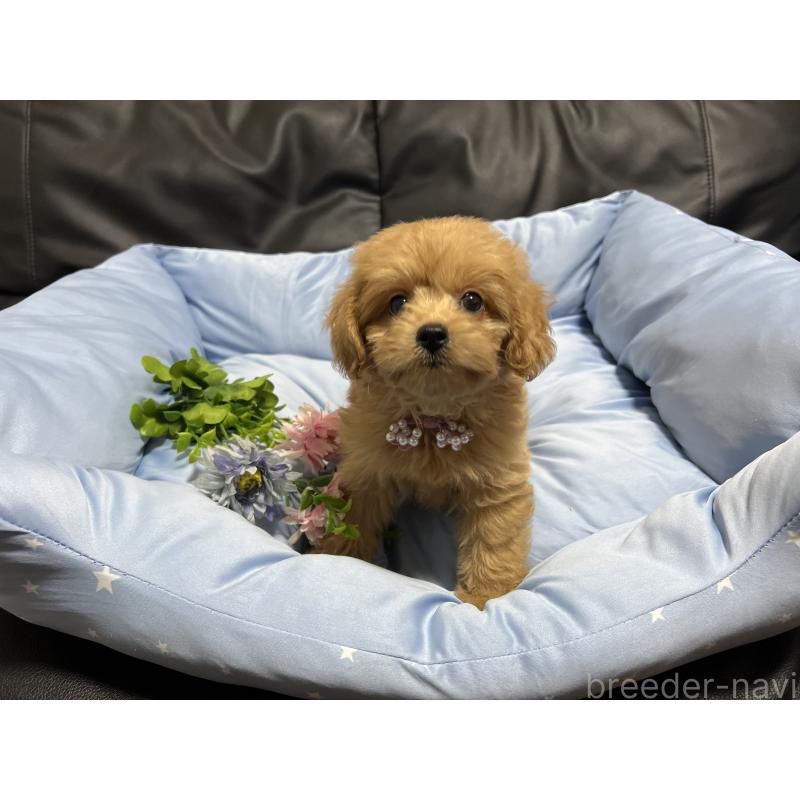 販売中の栃木県のミックス犬-415803の2枚目