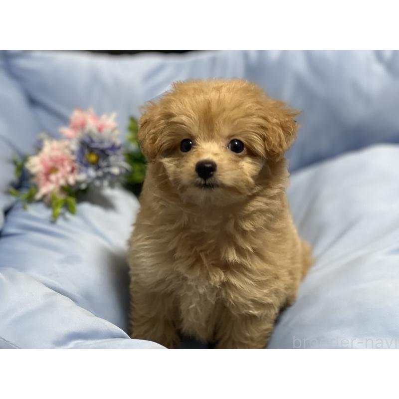 販売中の栃木県のミックス犬-415800の5枚目