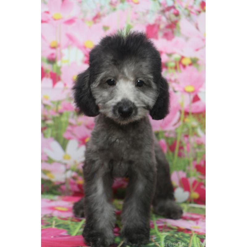 販売中の千葉県のトイプードル-414544の10枚目