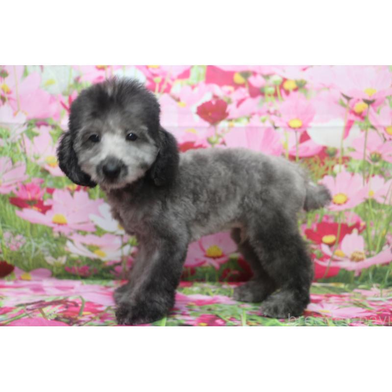 販売中の千葉県のトイプードル-414544の9枚目