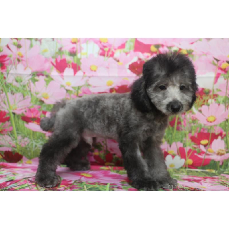 販売中の千葉県のトイプードル-414544の8枚目