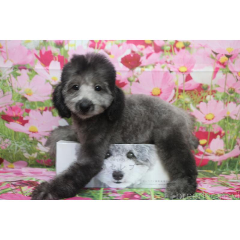 販売中の千葉県のトイプードル-414544の7枚目