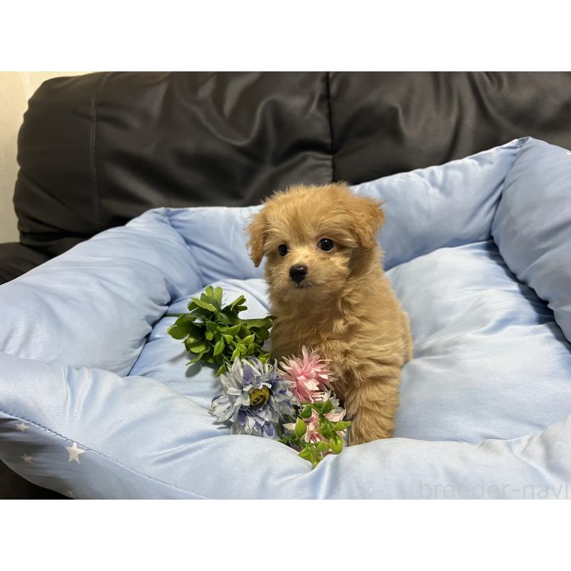 販売中の栃木県のミックス犬-415800の1枚目
