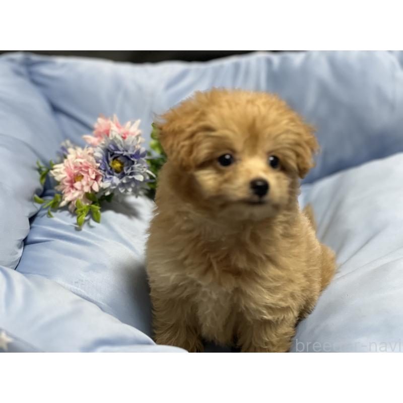 販売中の栃木県のミックス犬-415800の4枚目