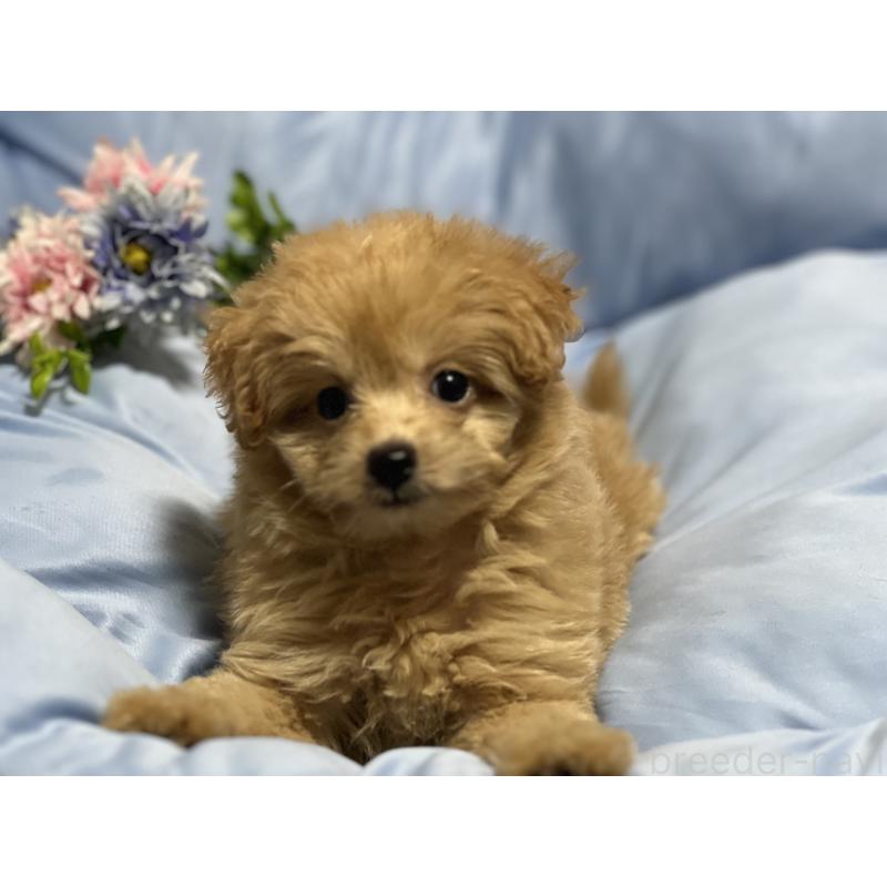 販売中の栃木県のミックス犬-415800の3枚目