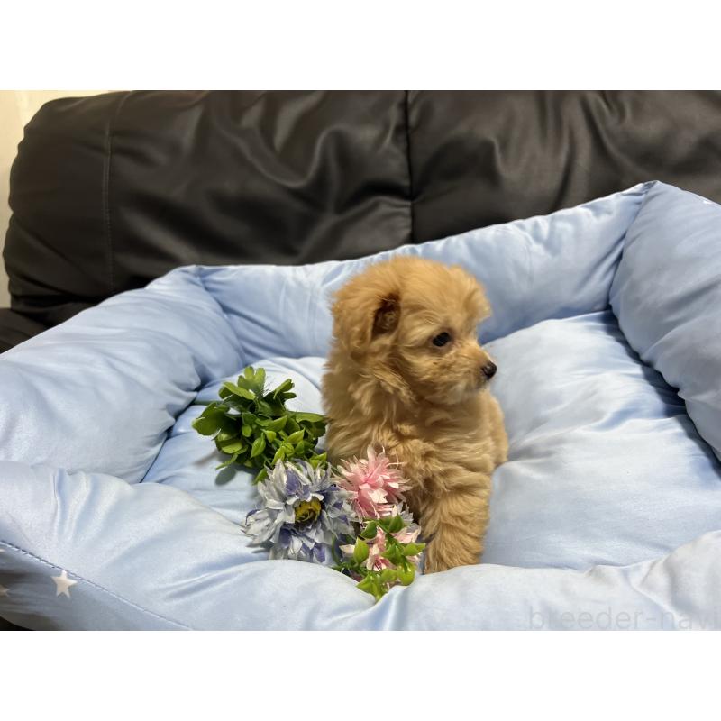 販売中の栃木県のミックス犬-415800の2枚目