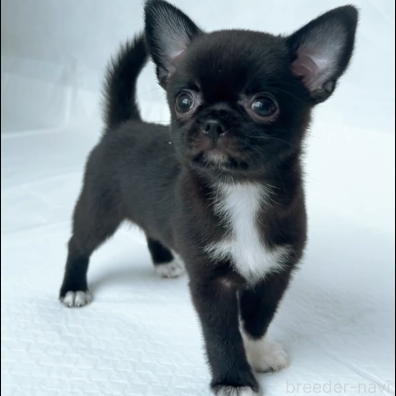 成約済の山口県のチワワ(スムースコート)-408926の5枚目