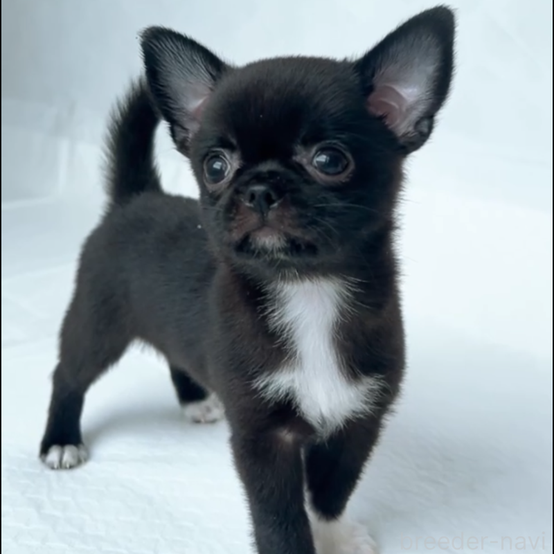 成約済の山口県のチワワ(スムースコート)-408926の4枚目