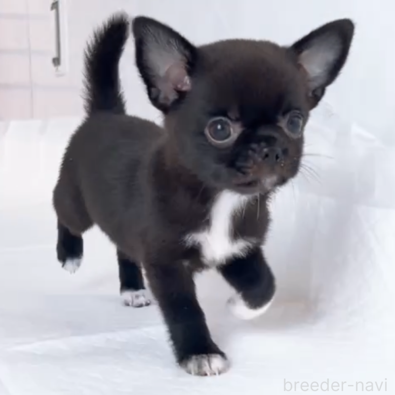 成約済の山口県のチワワ(スムースコート)-408926の3枚目