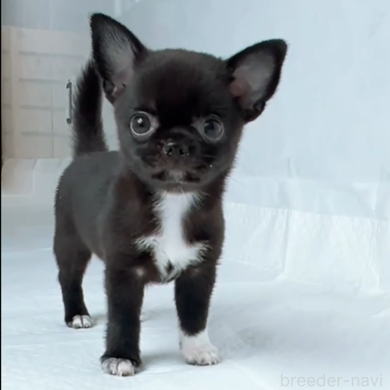 成約済の山口県のチワワ(スムースコート)-408926の2枚目