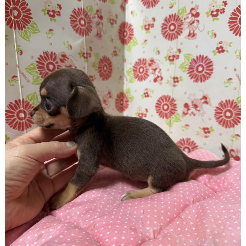 販売中の愛知県のチワックス:チワワ×ミニチュアダックスフンド-415819の2枚目