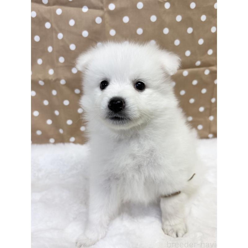 成約済の千葉県の日本スピッツ-413252の11枚目