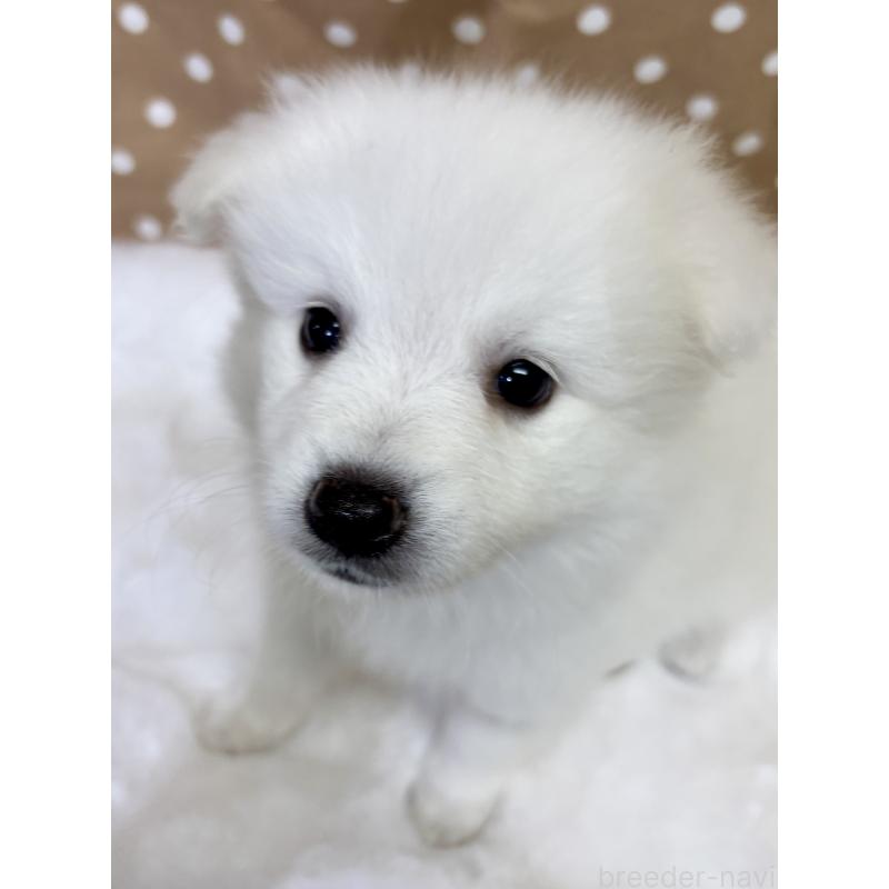 成約済の千葉県の日本スピッツ-413252の10枚目