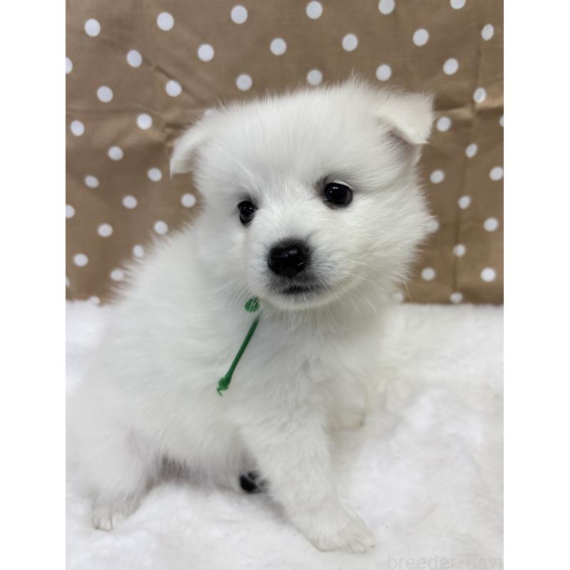 成約済の千葉県の日本スピッツ-413251の6枚目