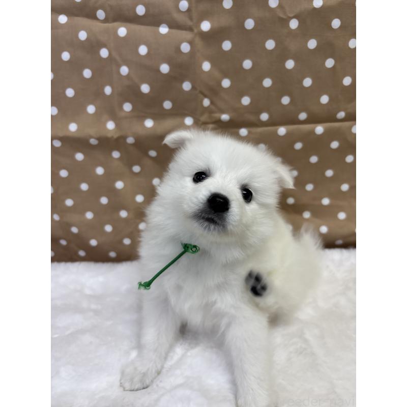 成約済の千葉県の日本スピッツ-413251の5枚目